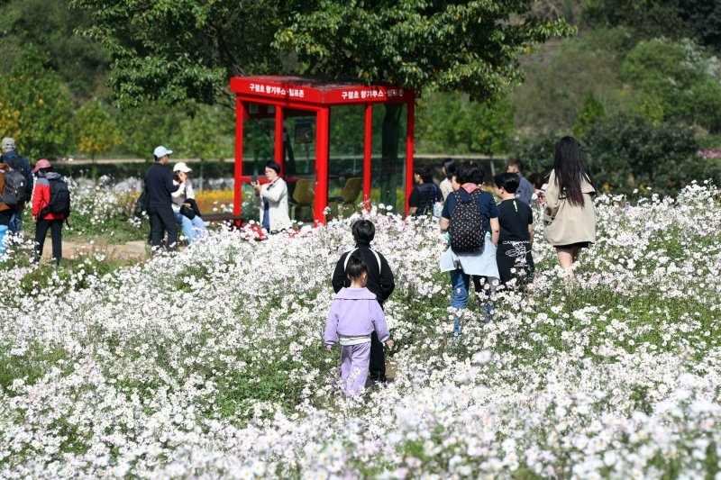 제18회 정읍 구절초 꽃 축제가 14일부터 26일까지 13일간 전북 정읍시 산내면 구절초 지방정원 일원에서 개최된다.(정읍시 제공. 재판매 및 DB금지)/뉴스1