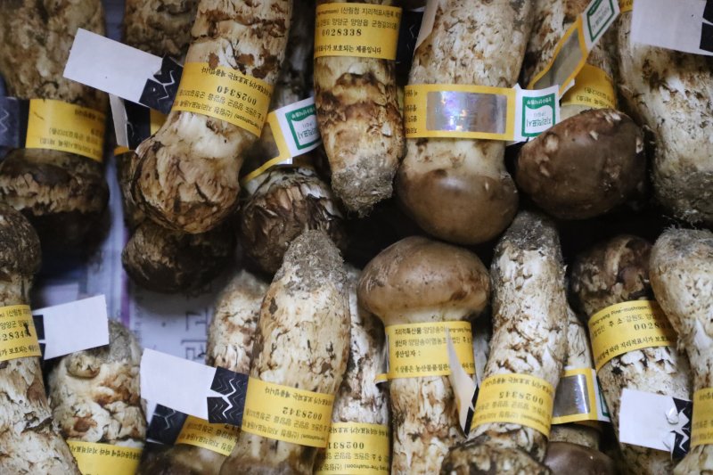 '이게 무슨 일?' 역대 최고가 찍은 '양양 송이' 1kg당 가격이