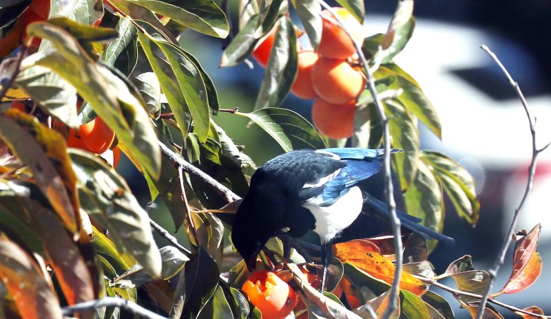 남의 집 감 따던 할머니에 장시간 수갑 채운 경찰…"인권 침해"