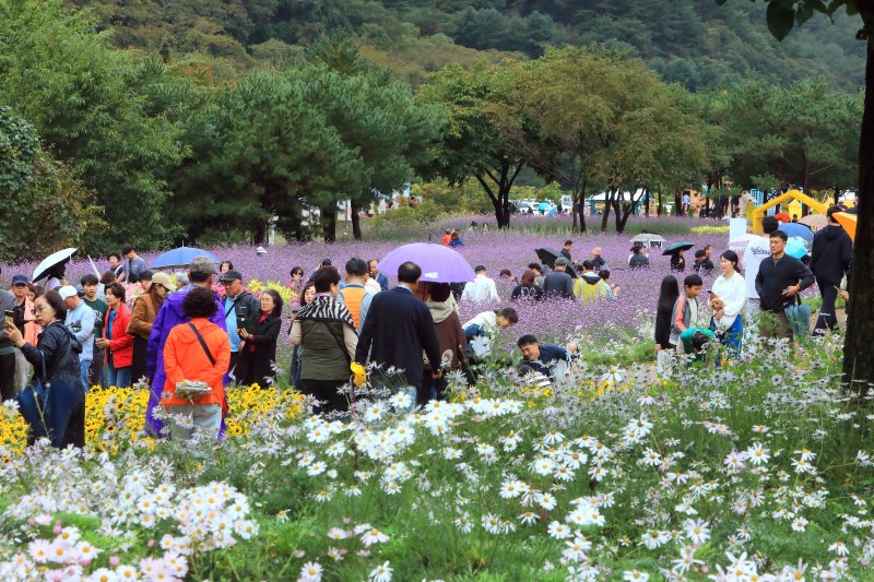 7일 오후 바카라사이트 소울카지노 인제군 북면 용대리 일원에서 열린 '2025 인제 가을꽃 축제'를 찾은 관광객들이 우산을 쓰고 꽃길을 걷고 있다. 지난달 27일 개막한 축제는 ‘인제에서 꽃길만 걷자’를 주제로 오는 19일까지 이어진다.(인제군 제공. 재판매 및 DB금지) 2025.10.7/바카라사이트 소울카지노1 ⓒ News1 이종재 기자