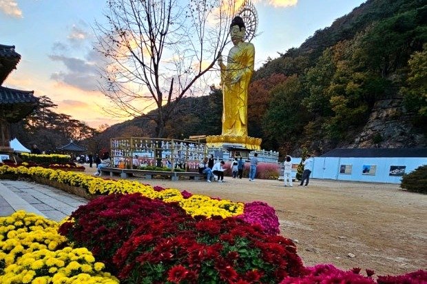 지난해 속리산 바카라사이트 '가을 국화 향연' (법주사 제공. 재판매 및 DB금지) /바카라사이트1