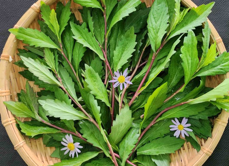 전남농업기술원은 국내 최초로 기능성 쑥부쟁이 신품종 '루비채(Rubichae·사진)'를 개발해 품종보호 출원을 완료했다고 10일 밝혔다. 전남농업기술원 제공