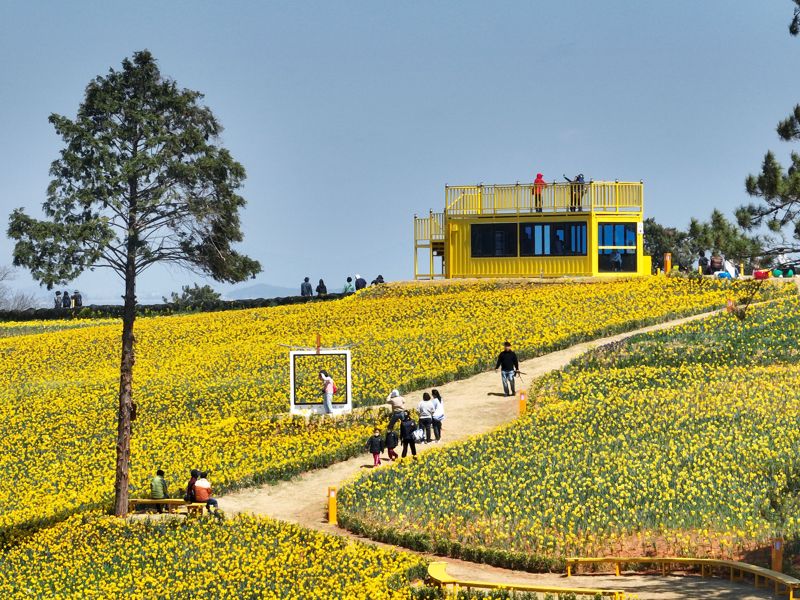 전남도는 농림축산식품부 주관 '2026년 종자 산업 기반 구축 사업' 공모에 함평군(국화)과 신안군(수선화) 2개소가 선정됨에 따라 총 8억9000만원의 국비를 확보해 국화·수선화 우수 종자·종묘 공급 체계 구축에 본격 나선다고 10일 밝혔다. 사진은 신안 선도 수선화 축제장 모습. 전남도·신안군 제공
