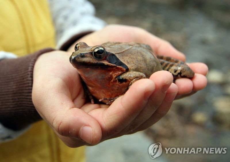 "허리 통증에 좋아서"... 개구리 8마리 삼킨 여성의 최후