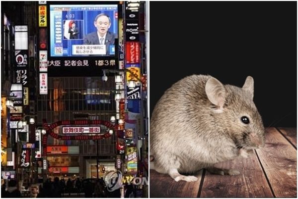 깨끗한 줄 알았는데... 도쿄서 외국인 관광객 쥐에 물렸다
