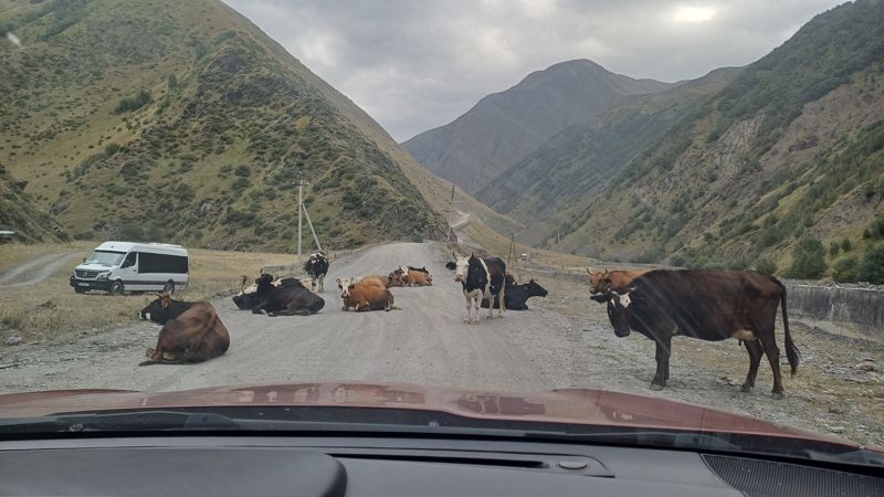 조지아는 소와 말을 풀어 놓고 키우기 때문에 도로 곳곳에서 도로를 점령하고 있는 소와 말들을 만날 수 있다.