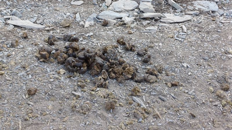 트레킹 코스 곳곳에서 만날 수 있는 말똥.