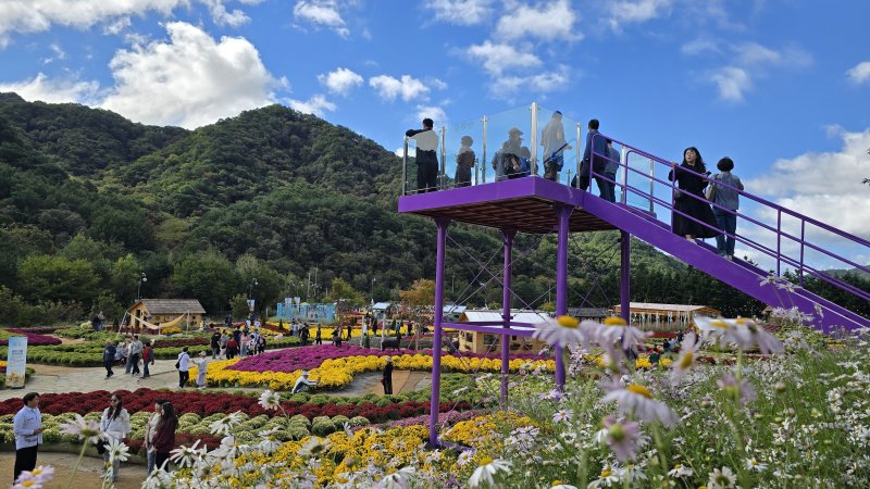 2025 인제가을꽃해외 바카라 사이트. 사진=뉴스1