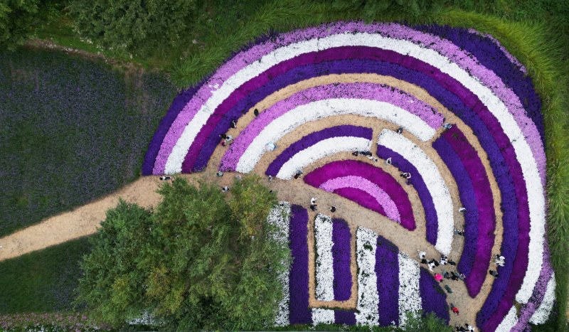 2025 가을꽃 축제.(인제군 제공. 재판매 및 DB금지)/뉴스1