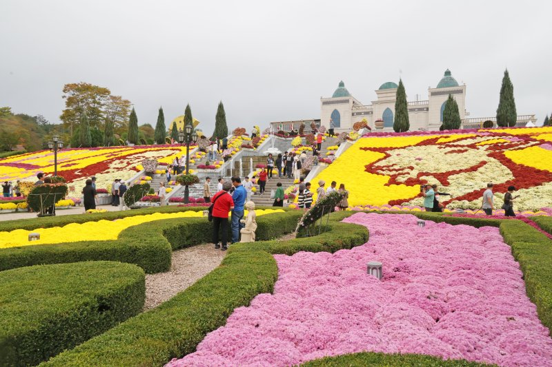 지난 12일 전북 임실 치즈테마파크에서 열린 임실N치즈축제에 관광객이 찾아 형형색색 국화꽃을 감상하고 있다. 임실군 제공