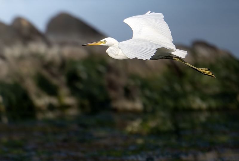 멸종위기야생동물 1급 '노랑부리백로' 조우진
