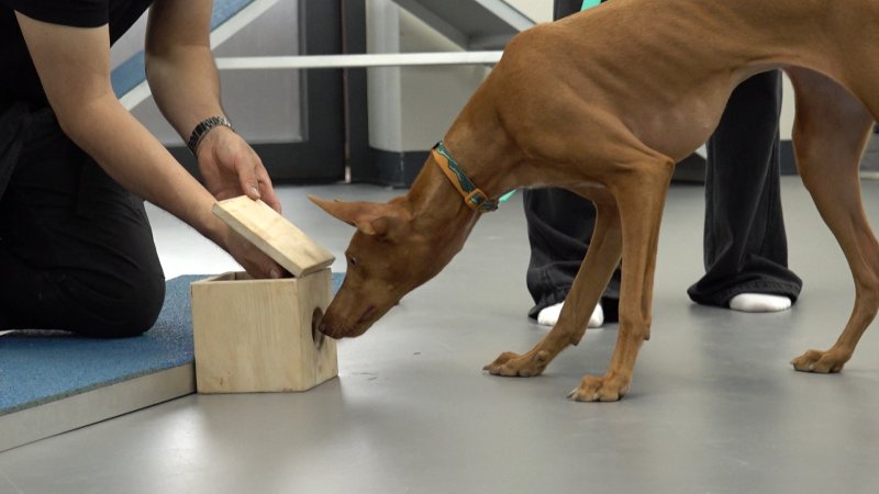 '개훌륭', 통제 불능 입질 고민견 등장에 베테랑 훈련사도 '긴장'