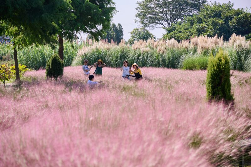 청산수목원에 핀 핑크뮬리
