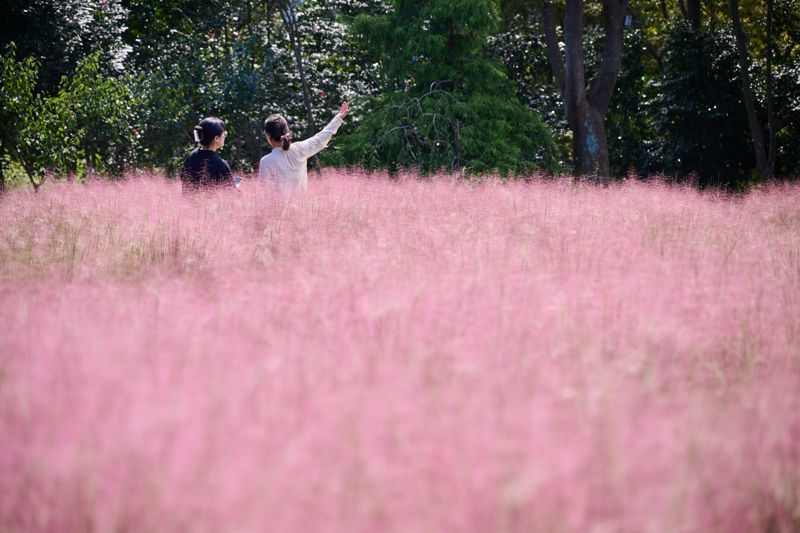 청산수목원에 핀 핑크뮬리