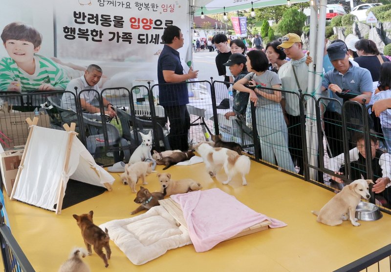 전북 임실 치즈축제에서 운영된 유기동물 입양 부스 자료사진.