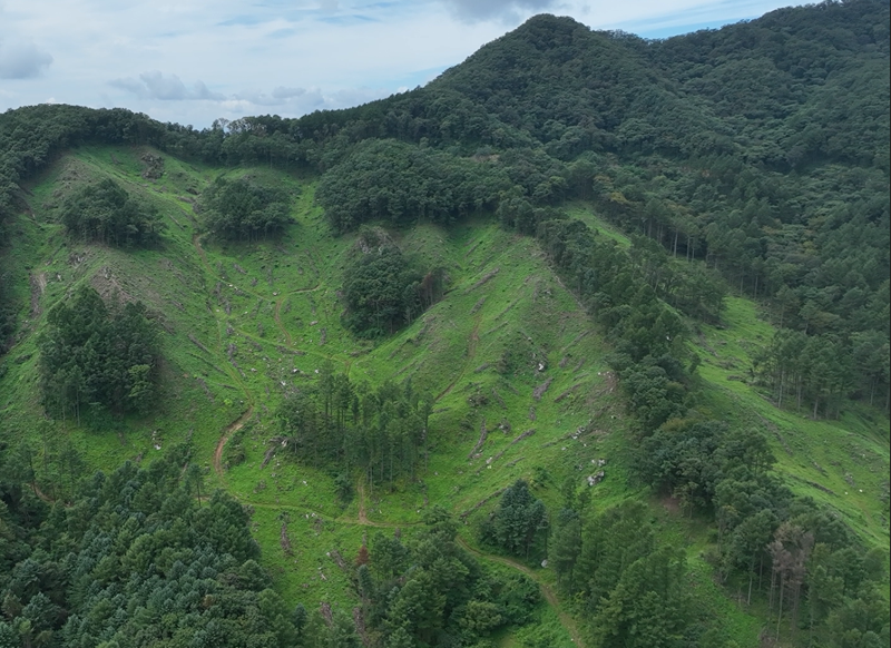 산림청 목재수확지 평가에서 우수사업지로 선정된 홍천 두촌면 도유림. 강원도 제공