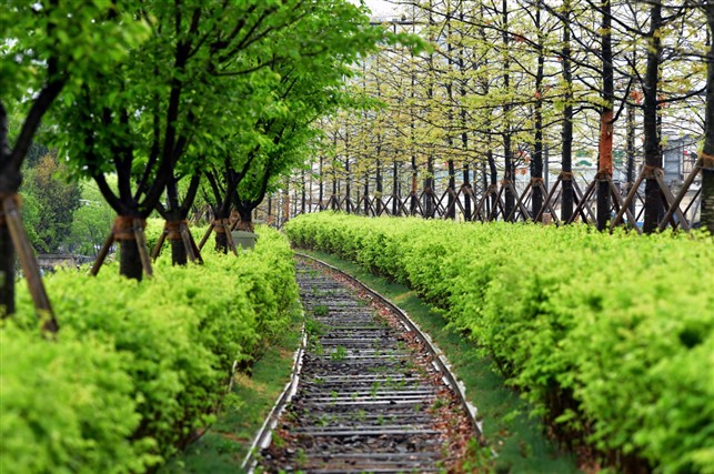 치악산 바람길숲 학성동 왕벚나무 철길. 원주시 제공