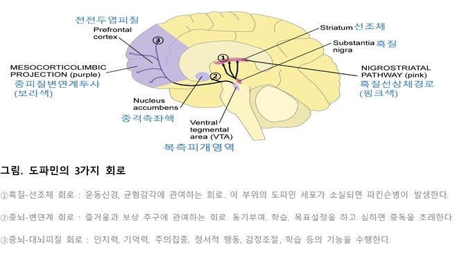 음식 vs 뇌자극, 24시간 굶긴 쥐의 선택은? [안철우 교수의 호르몬 백과사전]