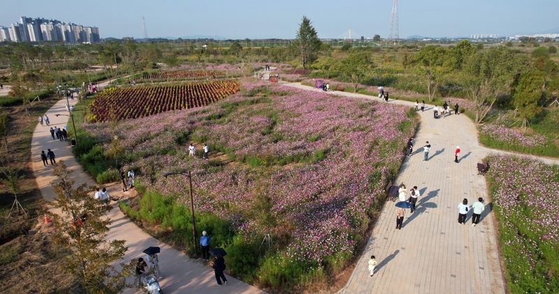 나주 영산강정원 코스모스&댑싸리 꽃단지