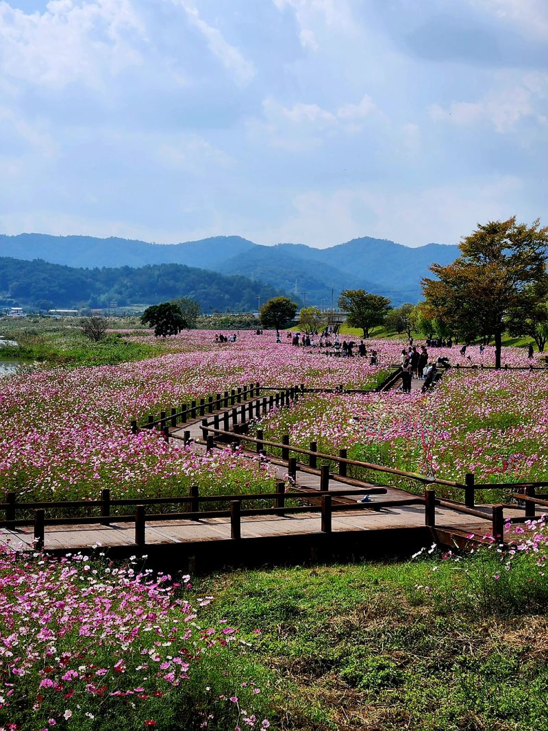 무안 식영정 코스모스 단지