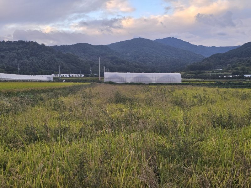 '캄보디아 사망' 대학생 유족 "태어나 처음으로 나라 원망"