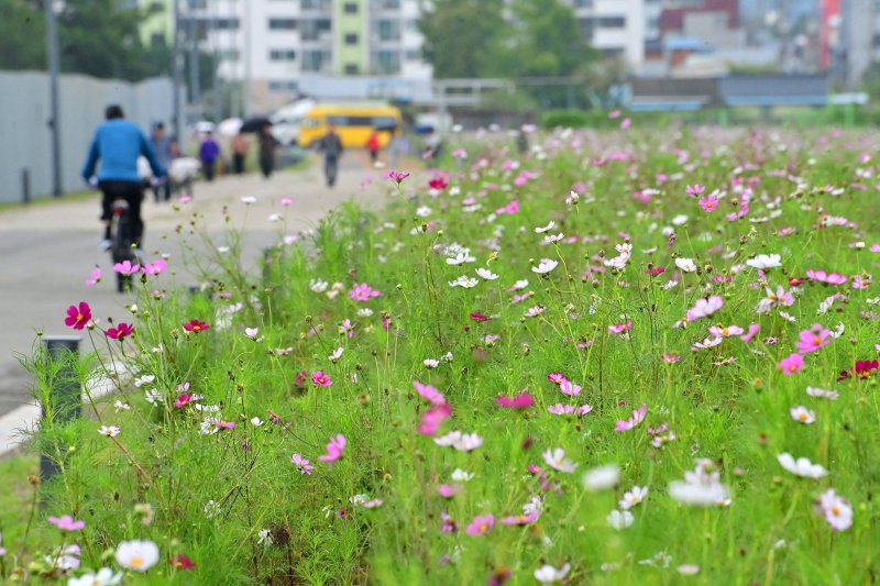 [진주=메이저 바카라사이트 캡틴]옛 메이저 바카라사이트 캡틴 철길 보행로에 ‘코스모스’ 활짝.(사진=진주시 제공).2025.10.19.photo@newsis.com *재판매 및 DB 금지