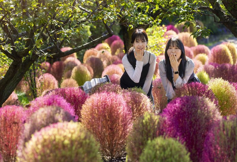 포시즌스가든을 붉게 물들인 코키아(댑싸리)