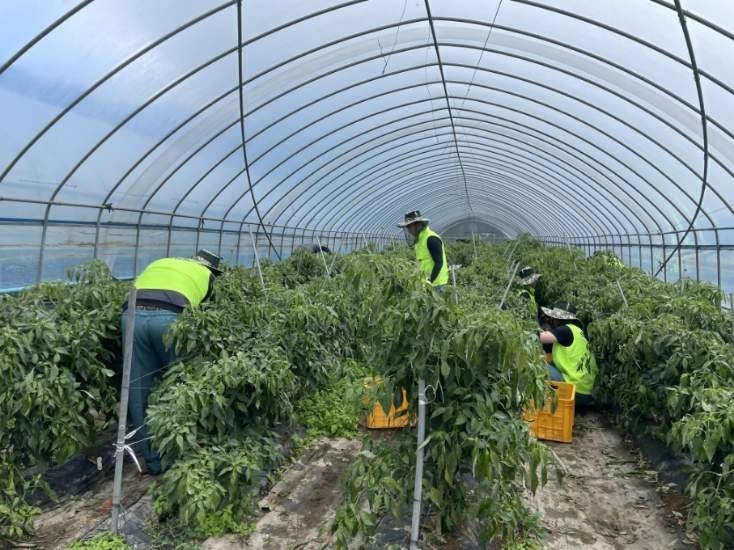 양구지역 농촌 일손 돕기.(농협 강원본부 제공. 재판매 및 DB금지)/뉴스1