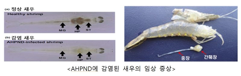 [서울=뉴시스] 급성간췌장괴사병에 감염된 새우의 임상 증상.