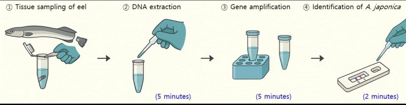 [서울=뉴시스] 실뱀장어의 지느러미를 추출해 DNA를 추출할 수 있는 용액에 집어넣고, 추출된 DNA를 유전자 증폭시켜서 판별.