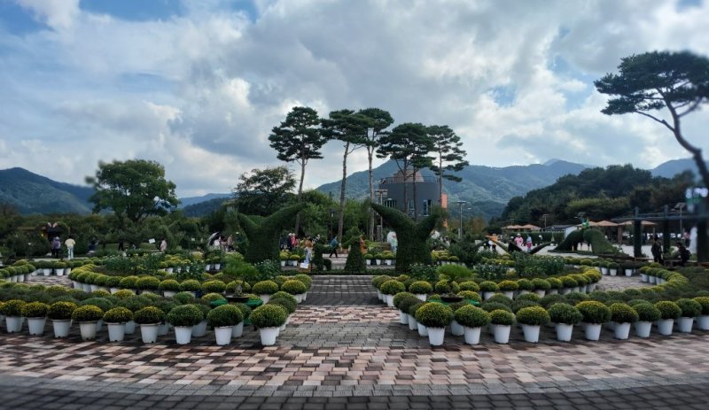 [거창=뉴시스] 지난해 거창창포원 국화사진 (사진=거창군 제공) 2025. 10. 22. photo@newsis.com *재판매 및 DB 금지