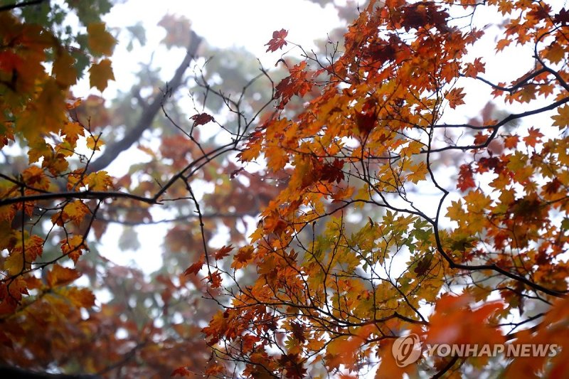 설악산 단풍 (출처=연합뉴스)