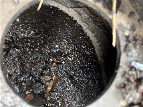 흑염소 불법 도축 작업장 (출처=연합뉴스)