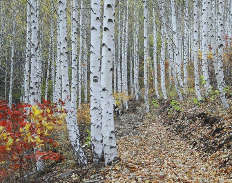 영양 자작나무숲 (출처=연합뉴스)