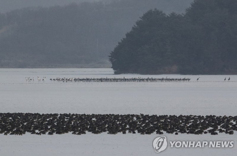 철원 토교저수지 (출처=연합뉴스)