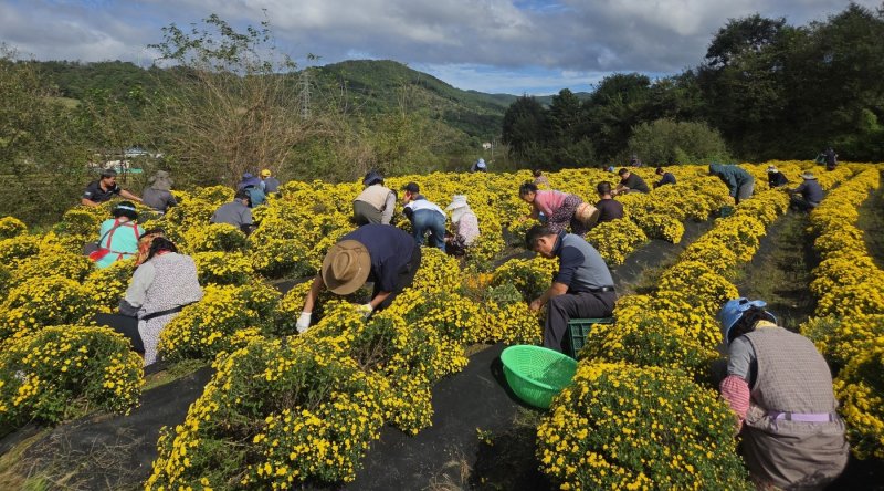 [산청=뉴시스] 산청지역자활센터 국화 수확 (사진=산청군 제공) 2025. 10. 22. photo@newsis.com *재판매 및 DB 금지