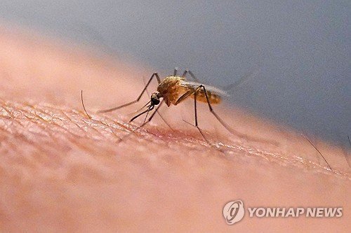 모기 (출처=연합뉴스)