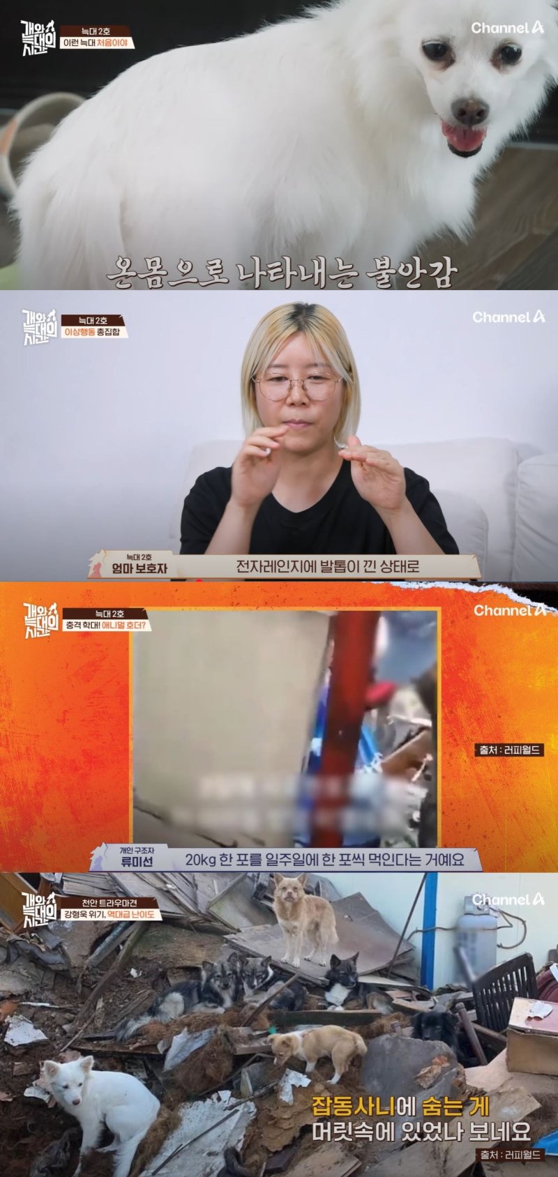 [서울=뉴시스] 지난 21일 방송한 채널A 예능 프로그램 '개와 늑대의 시간'에선 이른바 '천안 트라우마견' 사연이 공개됐다. (사진=채널A '개와 늑대의 시간' 캡처) 2025.10.22. photo@newsis.com *재판매 및 DB 금지