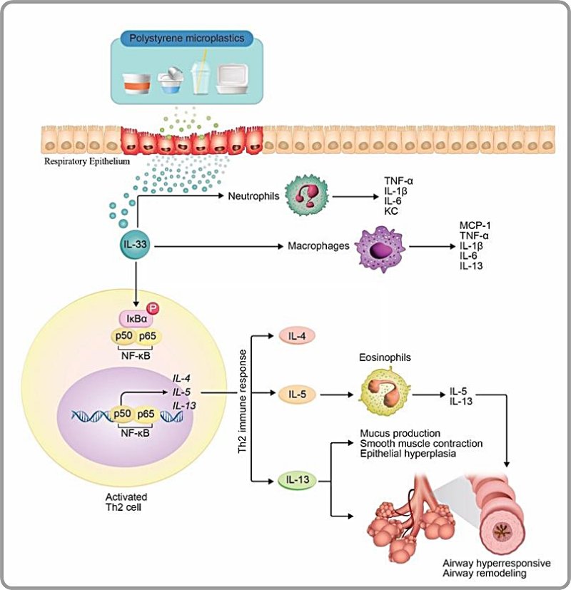 [대전=뉴시스] PS 미세플라스틱 노출에 의한 폐 손상 기전 모식도.(사진=국가독성과학연구소 제공) *재판매 및 DB 금지