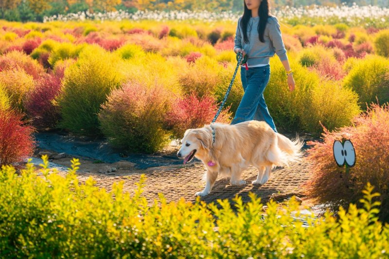 포천 펫스타 홍보 이미지 (출처=연합뉴스)
