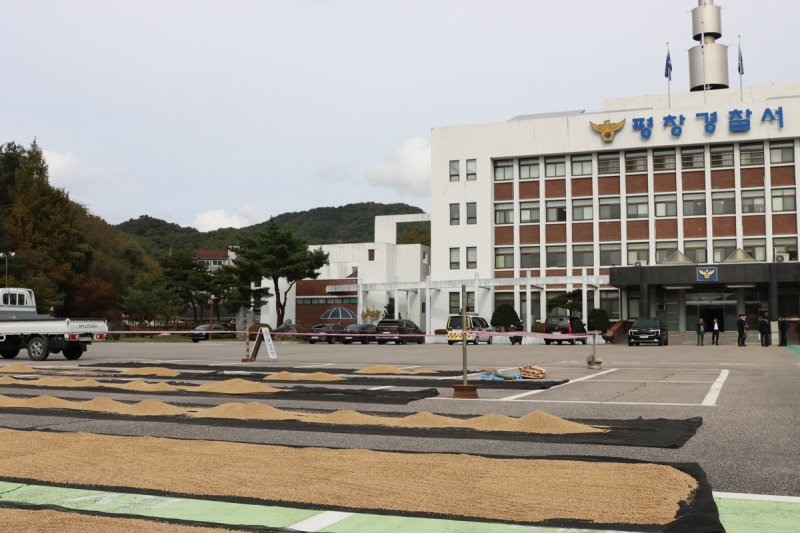 농산물 건조장으로 변신한 경찰서 주차장 (출처=연합뉴스)