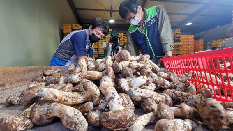 경북 영덕산림조합의 송이 수매 모습.(뉴스1 자료, 재판매 및 DB금지) 2025.10.22/뉴스1 ⓒ News1 최창호 기자