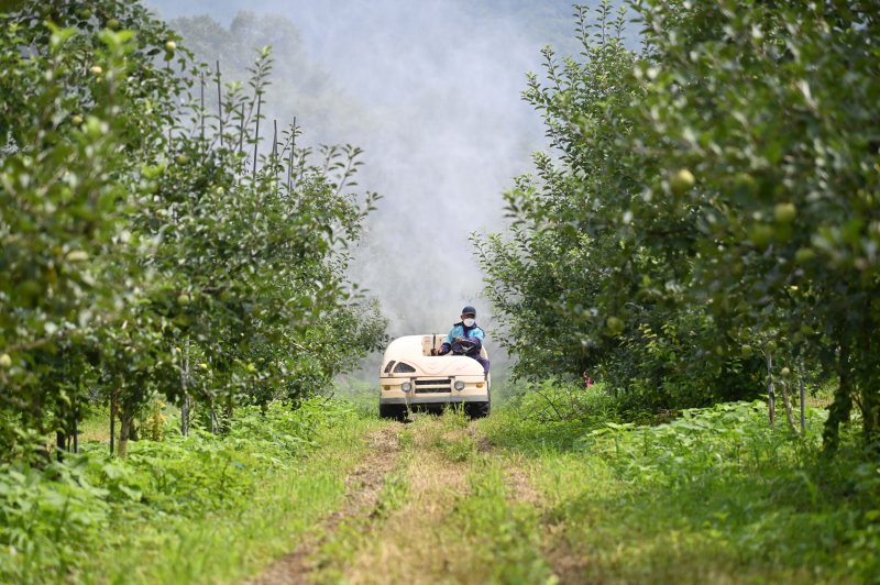 [청송=뉴시스] 청송군 한 사과농가에서 약제살포 작업을 하고 있다. (사진=청송군 제공) 2025.09.02. photo@newsis.com *재판매 및 DB 금지