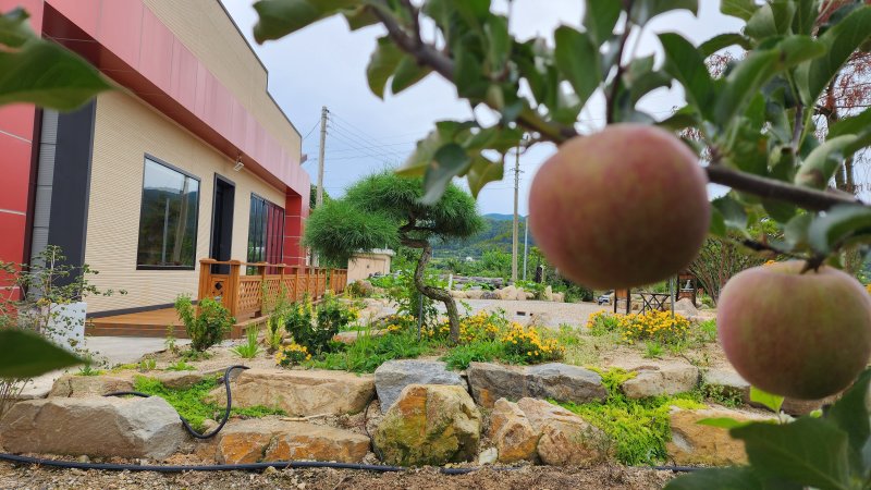 [의성=뉴시스] 김진호 기자 =의성군 농가맛집 제1호점 '태산들'에 사과가 익어 가고 있다. 2022.10.04 kjh9326@newsis.com