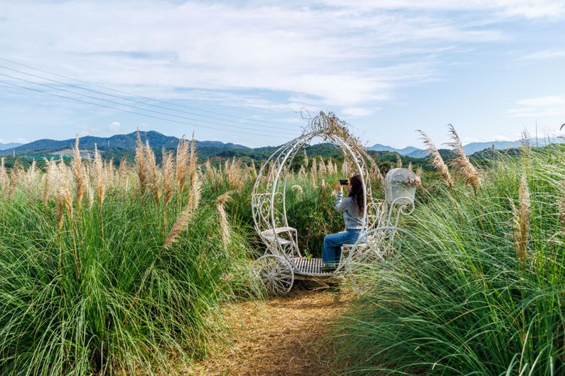 남원 신생마을에서 만날 수 있는 팜파스그라스