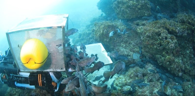 수중드론에서 수산자원이 방류되는 모습. (한국수산자원공단 제공. 재판매 및 DB 금지)