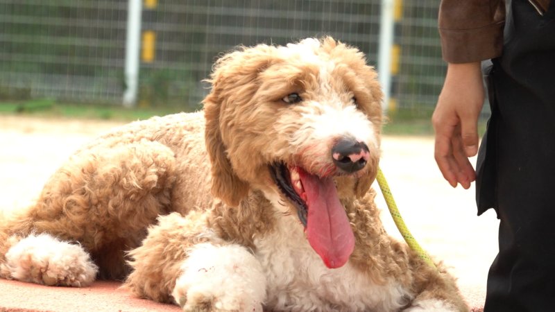 '개훌륭' 입질견 등장, 교육 중 사상 초유의 유혈사태 발발
