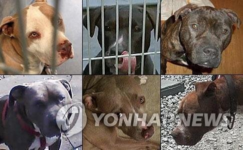 핏불 (출처=연합뉴스)