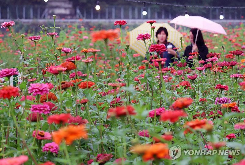 가을비와 백일홍 (출처=연합뉴스)
