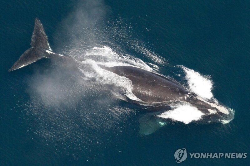 5월 25일(현지시간) 미국 뉴잉글랜드 해역에서 목격된 북대서양 참고래 (출처=연합뉴스)